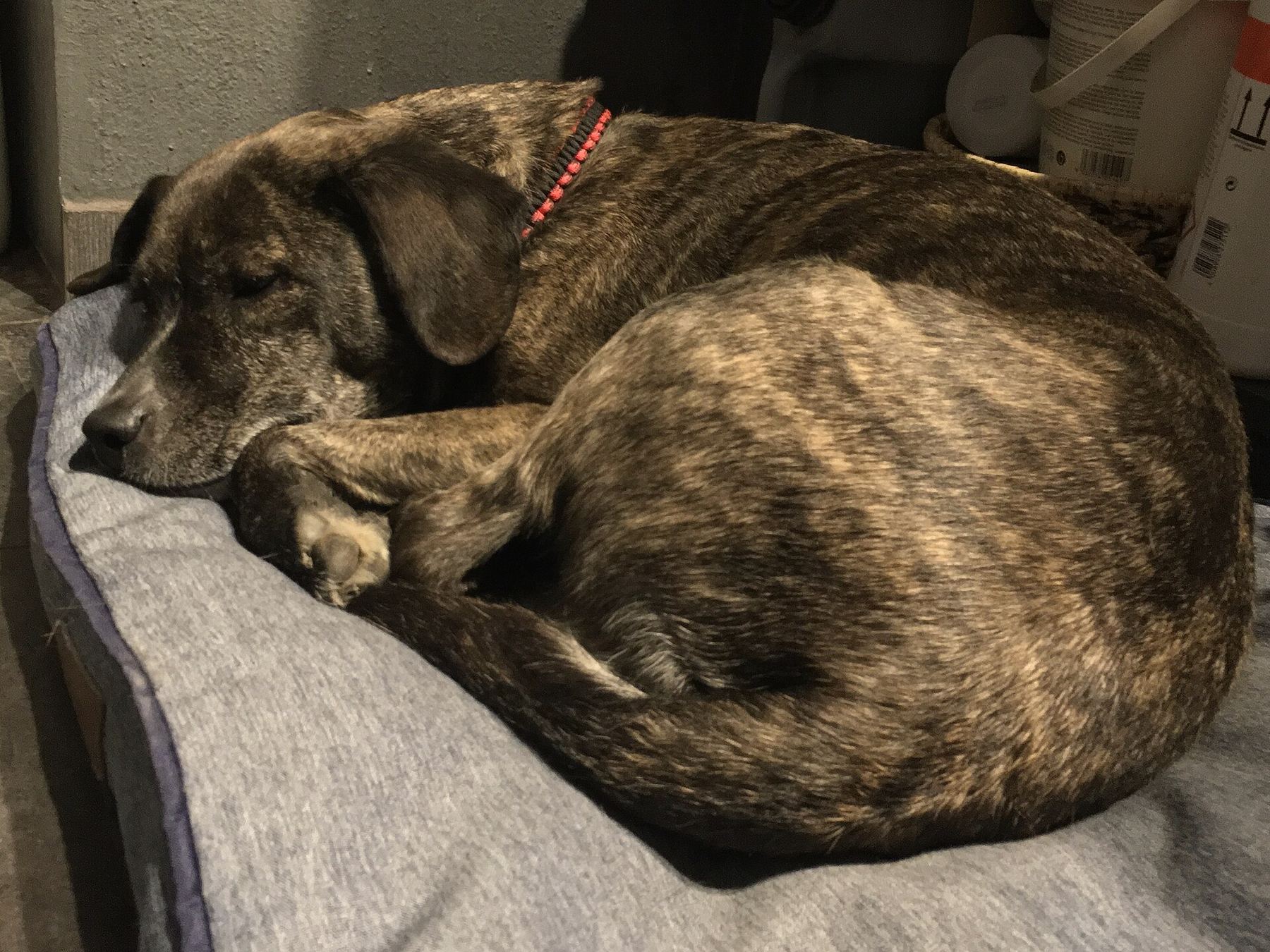 A brindle dog asleep, curled up on a grey blanket