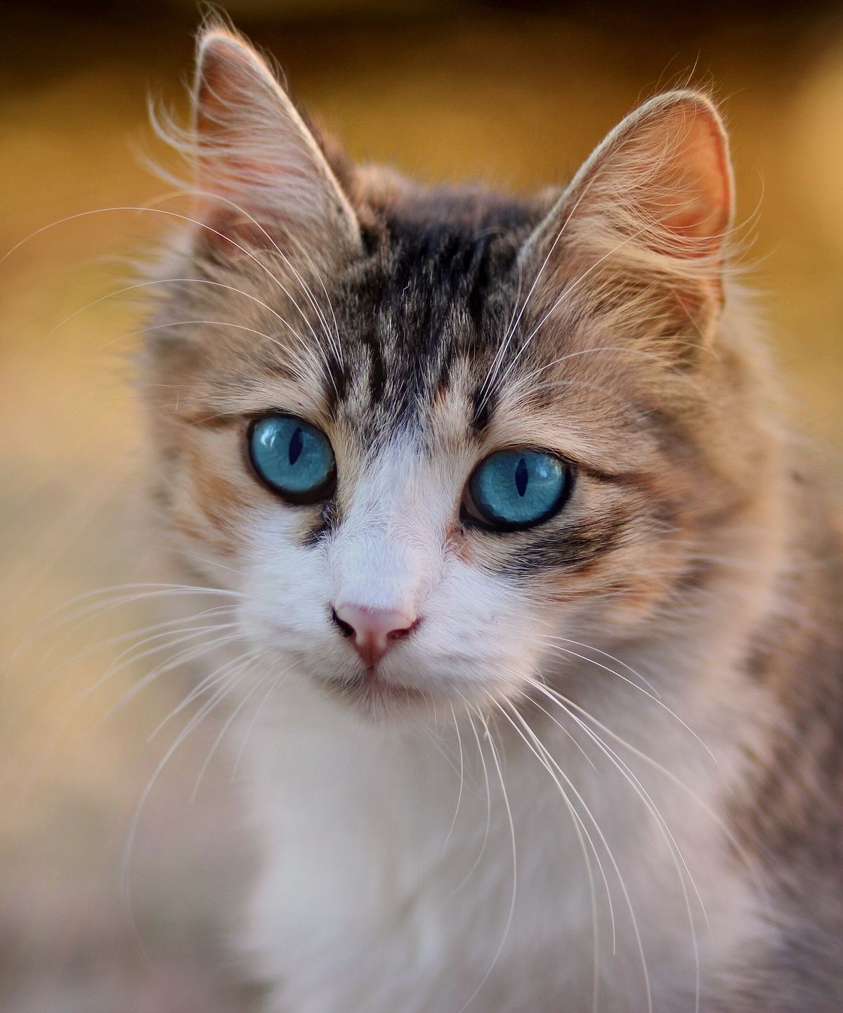 A young tabby-and-white cat with blue eyes