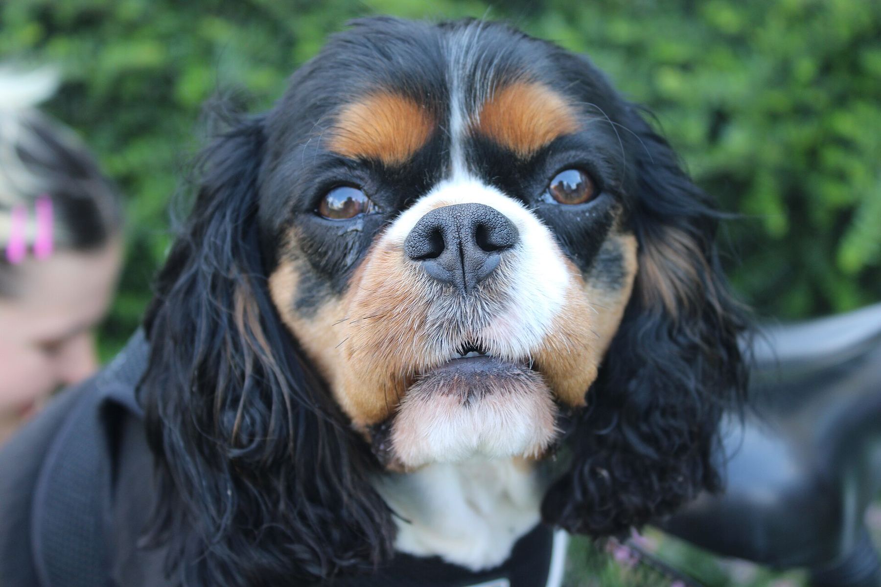 A tricolour Cavalier King Charles spaniel looking at the camera
