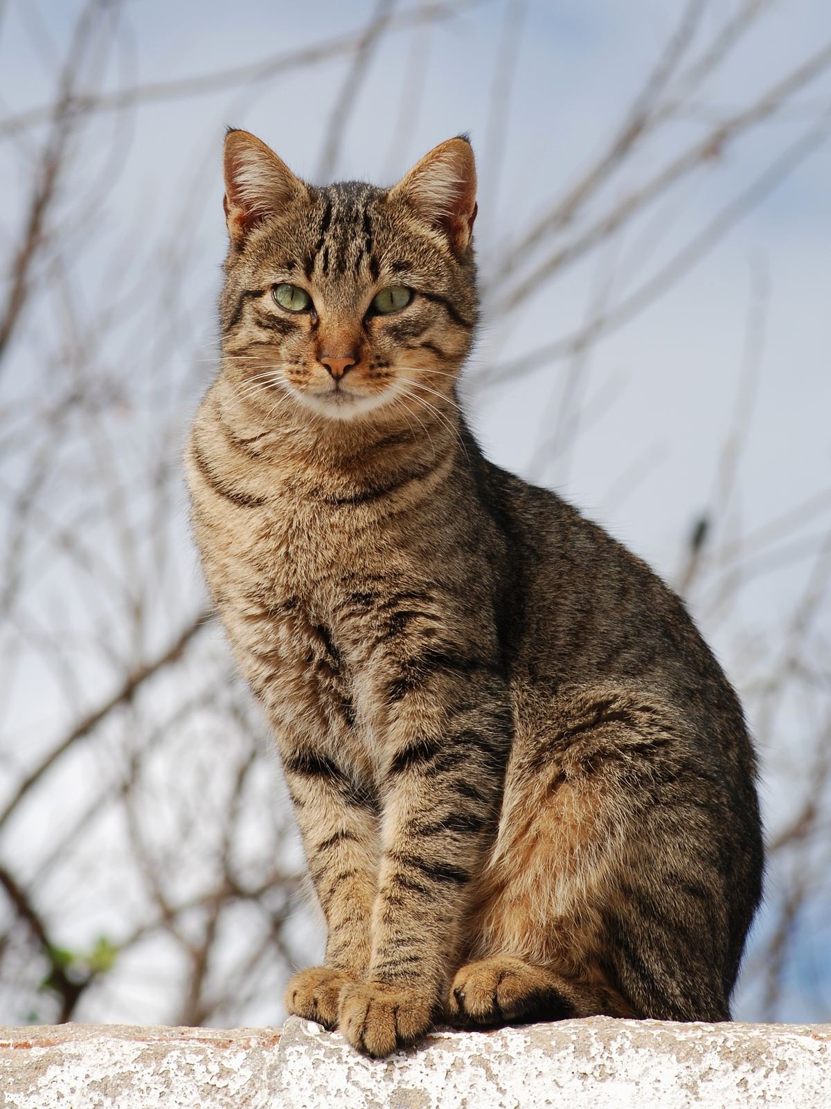 A tabby cat sitting in winter sun