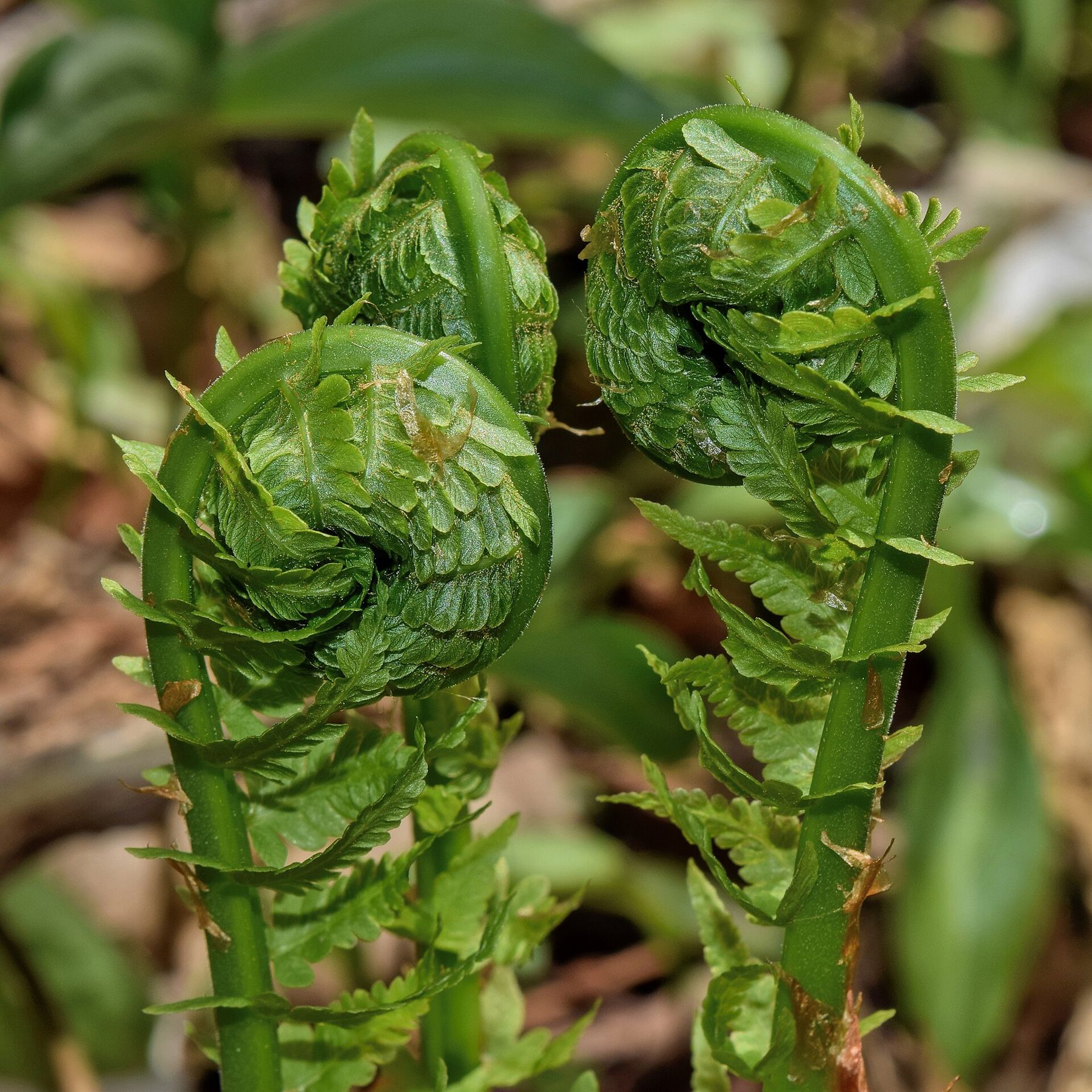 Two green fern fiddleheads, tightly curled