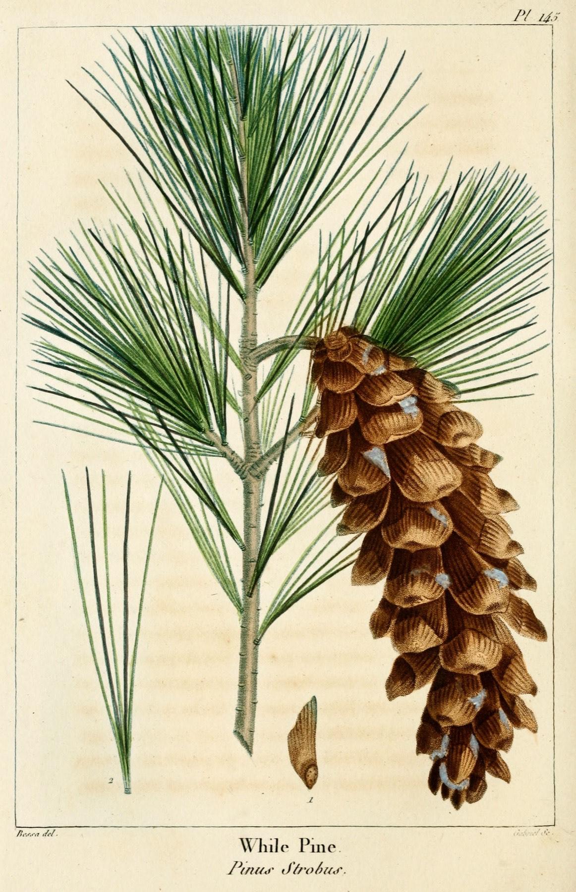 Hand-coloured 1819 botanical plate of an eastern white pine branch and cone