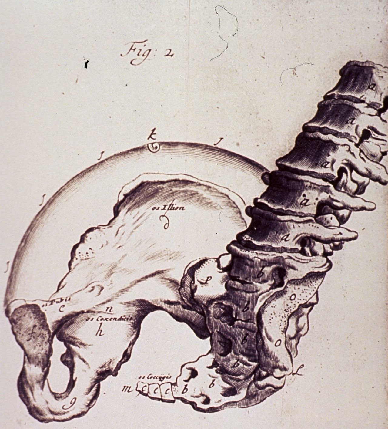 Old engraving of the base of the spine joining the hip bones