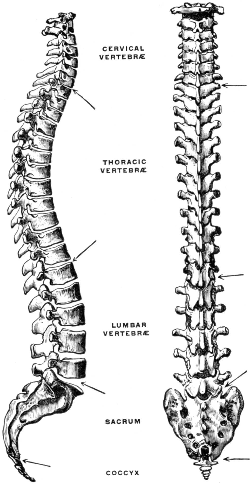 Engraving of the human spine from the side and from behind, labelled cervical, thoracic and lumbar vertebrae, sacrum and coccyx